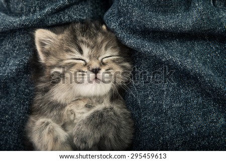 Close up of cute tabby  kitten sleeping on blue jeans background,vintage filter
