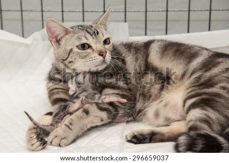 mother cat hugging little kitten in veterinarian clinic
