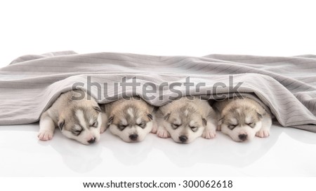Group of siberian husky puppies sleeping under a grey blanket