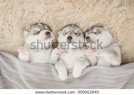 Three of siberian husky puppies sleeping under a grey blanket