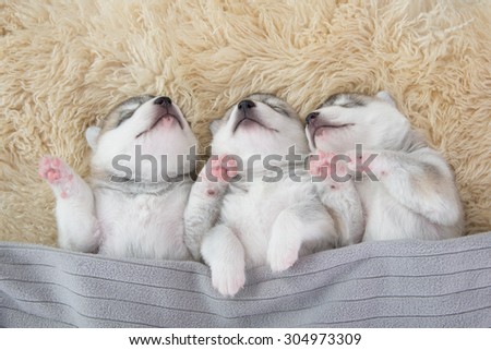 Three of siberian husky puppies sleeping under a grey blanket