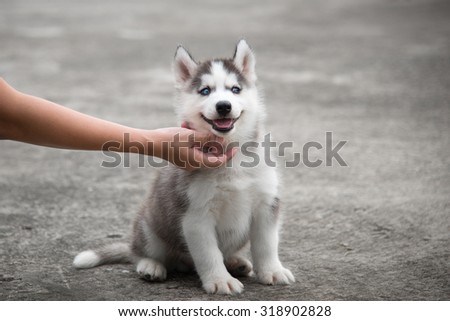 hand with blue eye siberian husky puppy