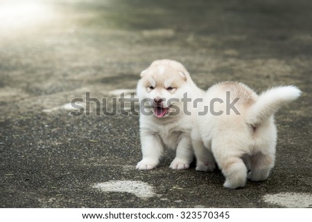 Two siberian husky puppies sitting on concrete floor after raining,vintage filter