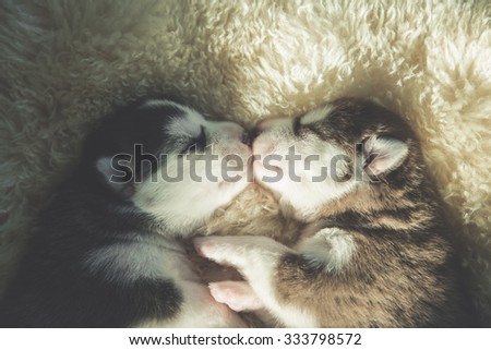 Newborn siberian husky puppies sleeping and kissing,vintage filter