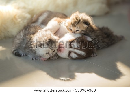 Newborn siberian husky puppy lying with newborn kittens
