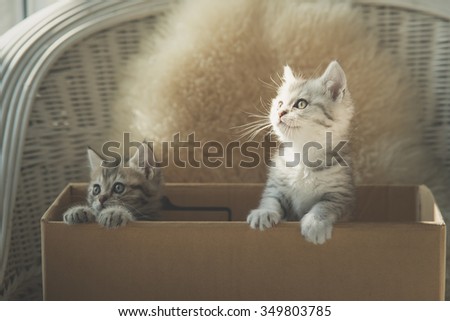 Cute two tabby kittens looking in a box,vintage filter