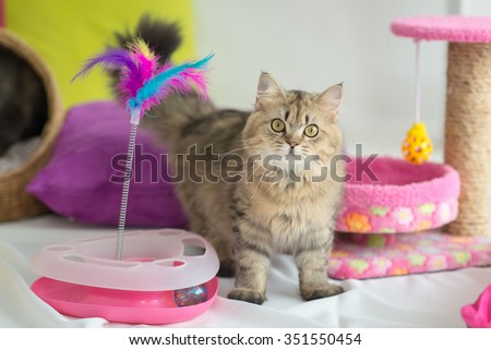 Cute tabby cat with many toys