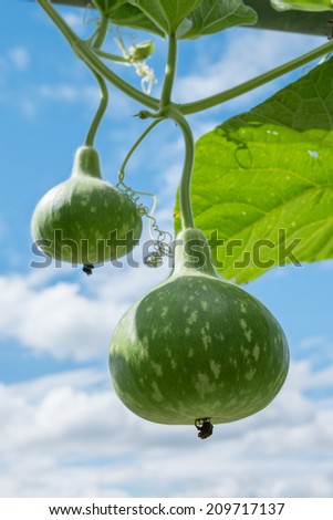 Tree bottle gourd against blue sky