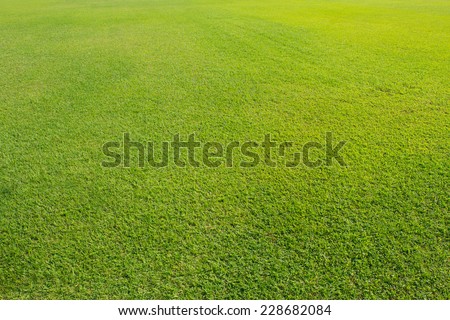 Field grass in sunlight.