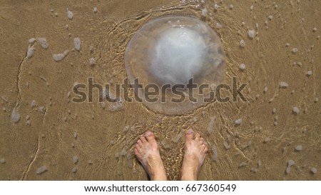 Feet of a person looking at Rhopilema nomadica jellyfish at the seaside. This kind of jellyfish has vermicular filaments with venomous stinging cells and can cause painful injuries to people.
