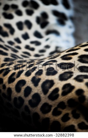 The fur of an African Leopard. this big cat is considered as one of the big five.
