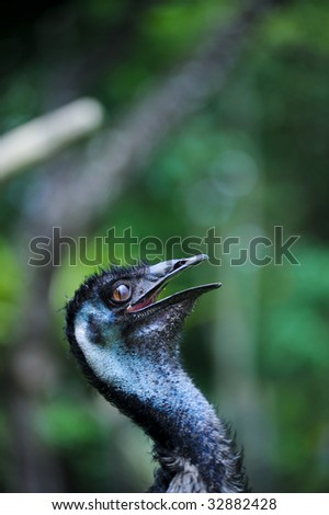 Emu Mating