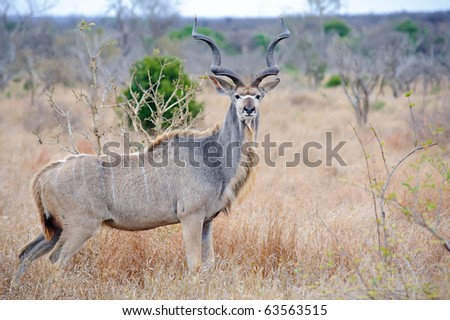 Dominant male Kudu with massive horns