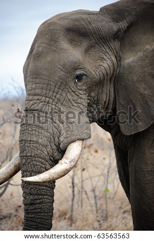Large dangerous male Elephant roaming the Kruger Park