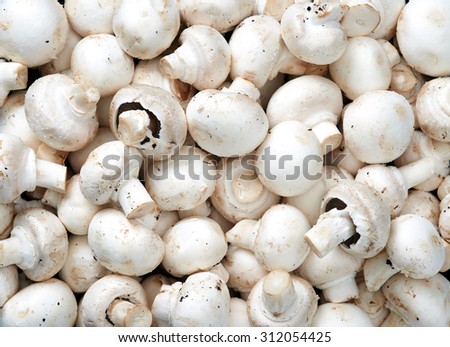 Mushrooms Raw fruit and vegetable backgrounds overhead perspective, part of a set collection of healthy organic fresh produce