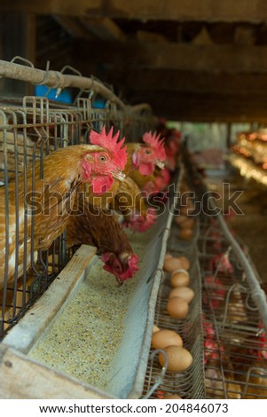 Third world country egg farm