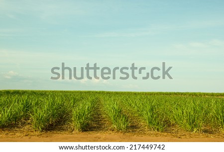 Small and Young Sugar Cane Plantation in South-West Brazil for production of Sugar or Ethanol