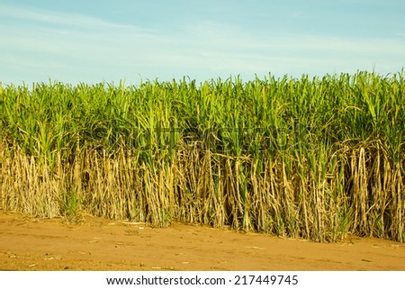 Sugar Cane Plantation in South-West Brazil for production of Sugar or Ethanol or Alcohol