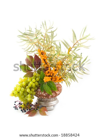 useful medical herb buck-thorn berries with wild grapes in yellow vase on white background
