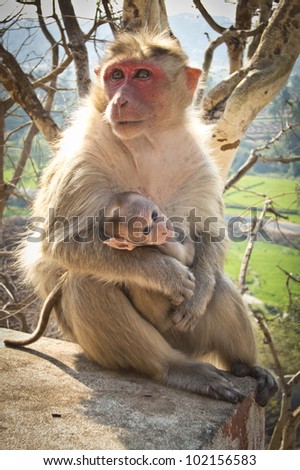 mother and baby monkey in india