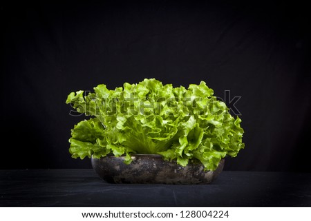 fresh green lettuce on black background