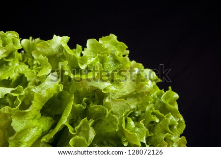 fresh green lettuce on black background
