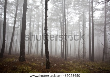 mysterious foggy forest in winter
