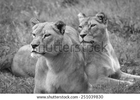 female lions stalking