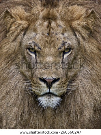 king leon in front view