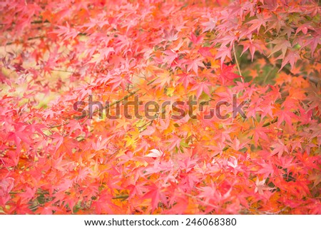 Leaf maple on tree in autumn, Leaf maple background