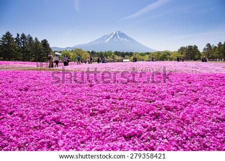 NASHIYAMA, JAPAN- 11 MAY. 2015: People from Tokyo and other cities or internatoinal come to Mt. Fuji and enjoy the cherry blossom at spring every year. Mt. Fuji is the highest mountain in Japan.