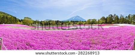 NISHIYAMA, JAPAN- 11 MAY. 2015: People from Tokyo and other cities or international come to Mt. Fuji and enjoy the cherry blossom at spring every year panoramic. Mt. Fuji the highest mountain in Japan
