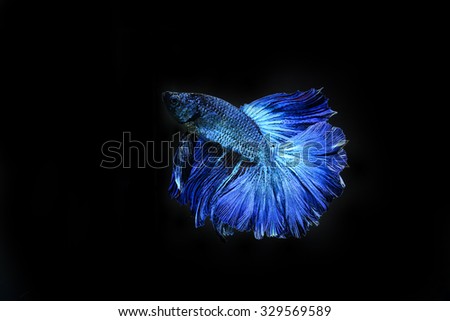 Capture the moving moment of blue siamese fighting fish isolated on black background. Betta fish
