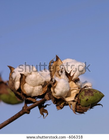 cluster of cotton bolls imitating clouds on a solid blue sky background