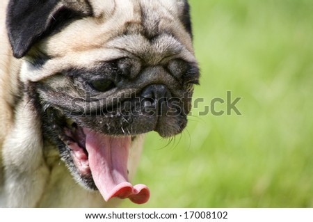 pug yawning