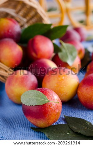 Ripe nectarine in small water droplets adhering to a green leaf