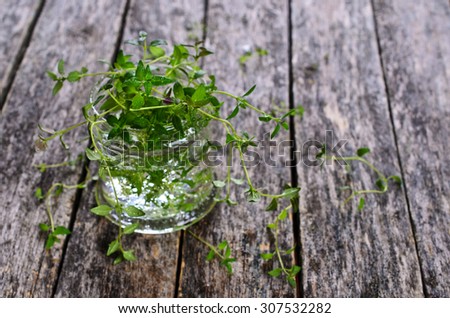 Sprigs of raw thyme with water drops in a glass container on a wooden surface
