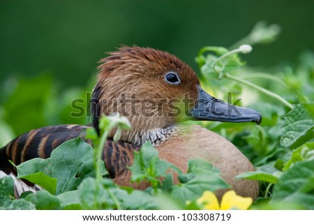 Fulvous Whistling Duck (Dendrocygna bicolour) resting in flowering vines in South Africa