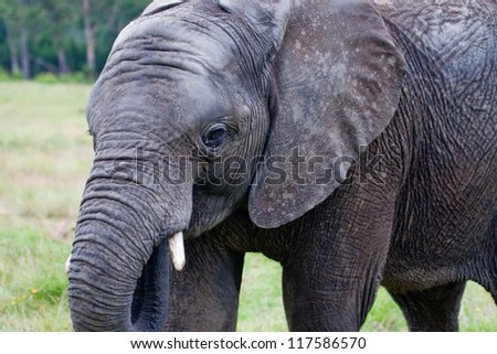 Young African elephant (Loxodonta africana) at Knysna park in South Africa