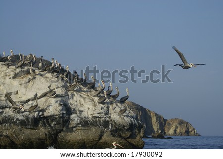 Pelican taking off Hen Rock at Santa Catalina Island