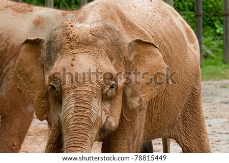 baby pygmy elephant