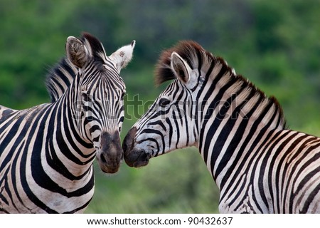 Two Burchell\'s Zebra in Hluhluwe-iMfolozi Game Reserve in KwaZulu Natal region of South Africa