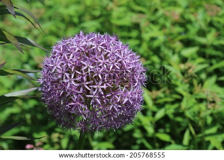 Round Purple Flower