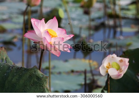 Beautiful pink lotus bloom in the morning.