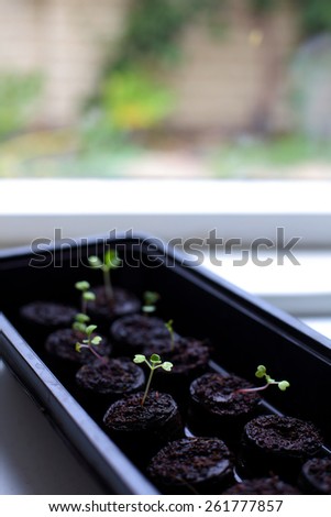 Germinating seeds to seedling by a window