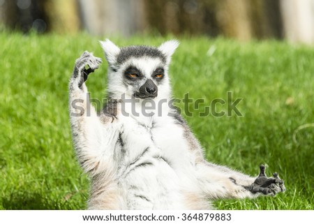 The ring-tailed lemur (catta) is doing yoga under the sun.