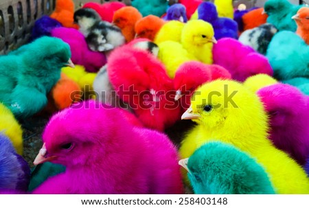 colorful chicken