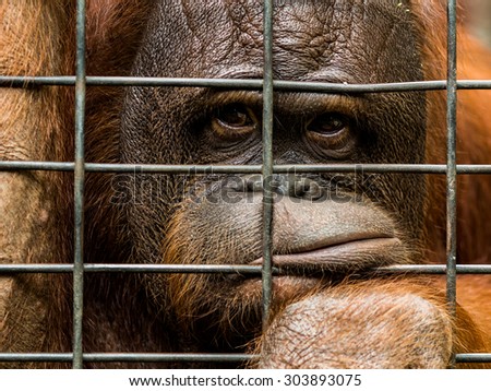 Female orangutan in animal cage feeling Bored at Pata zoo,Bangkok thailand