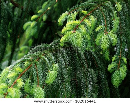 new fir branch in spring forest, green tone
