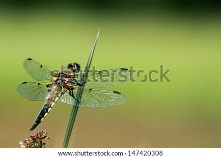 macro of dragonfly resting on water plant